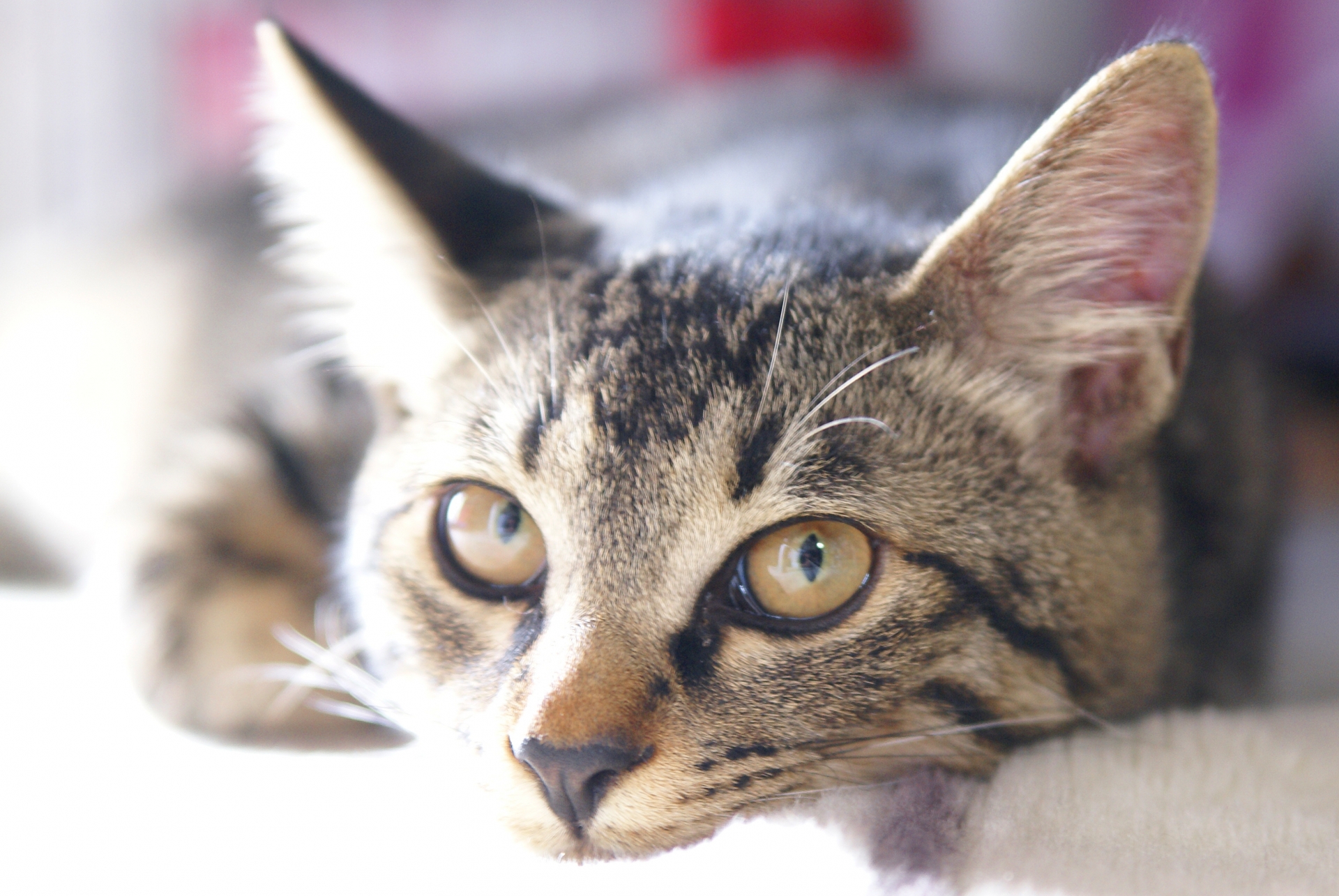 猫の便秘は何日出なければ危険? 食事変更で便秘の解消になることも