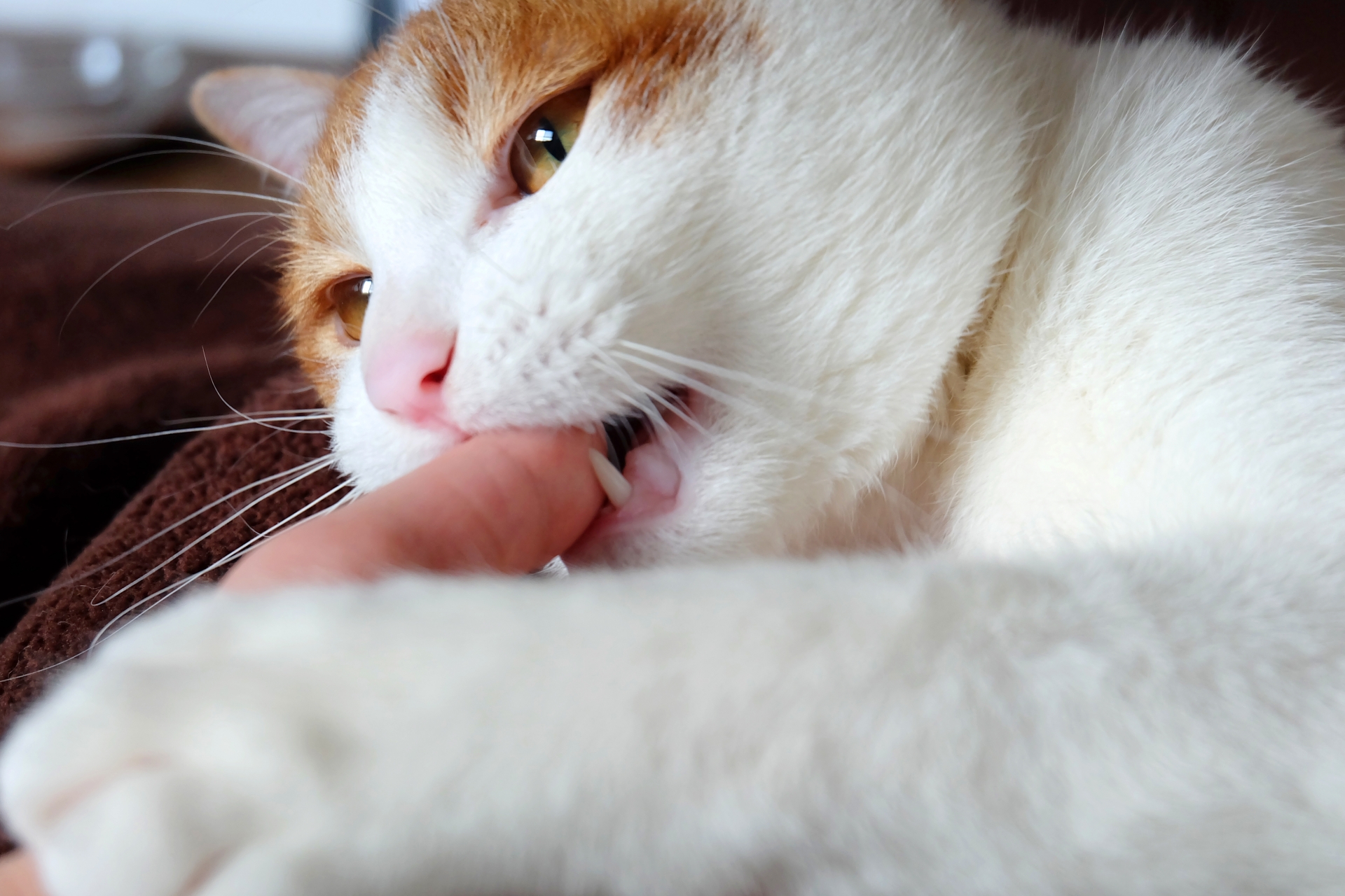 飼い主に甘える猫