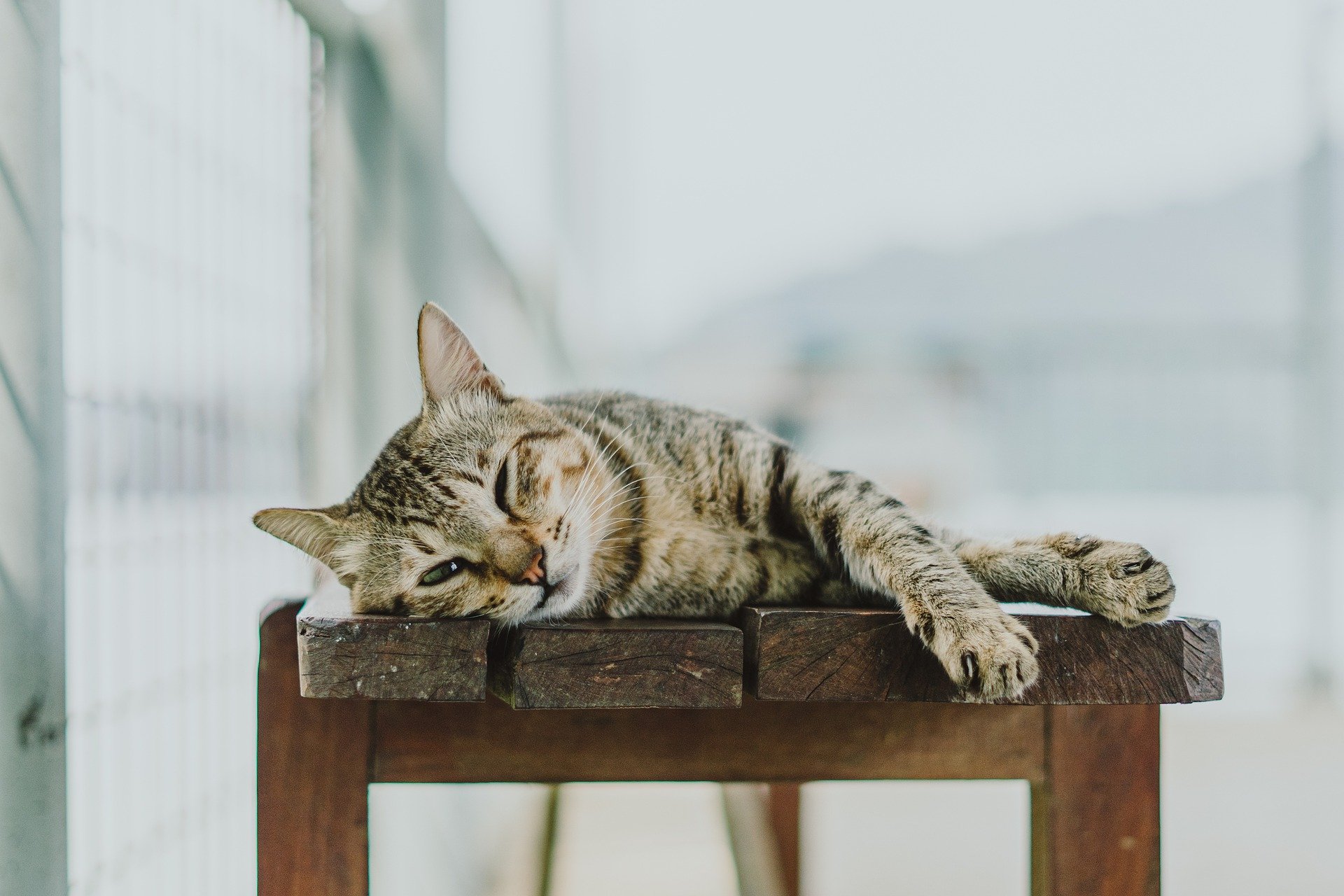 ベンチでくつろぐ猫