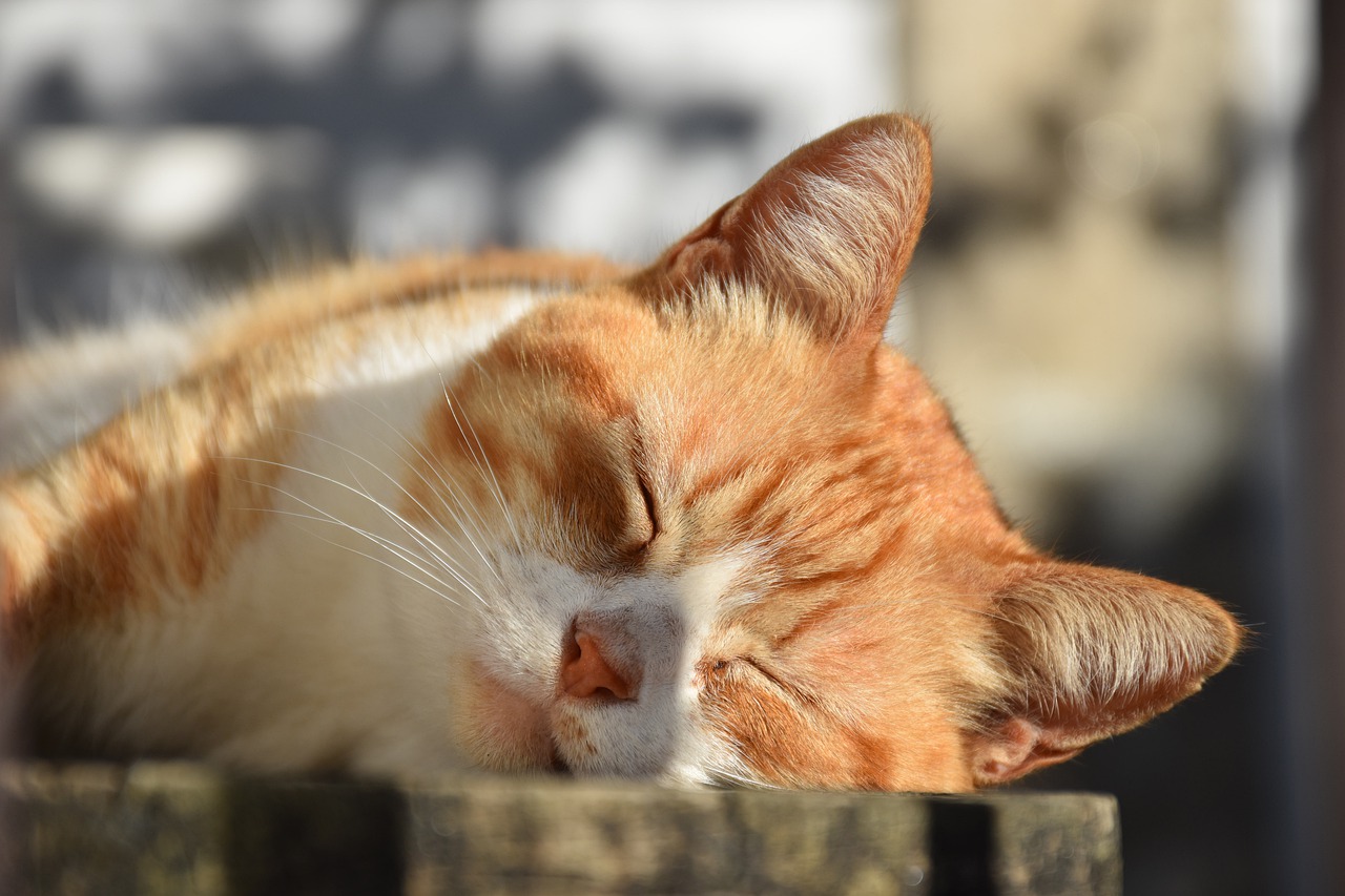猫の睡眠時間は16時間！長時間眠る理由や気にすべきサインを解説 ...