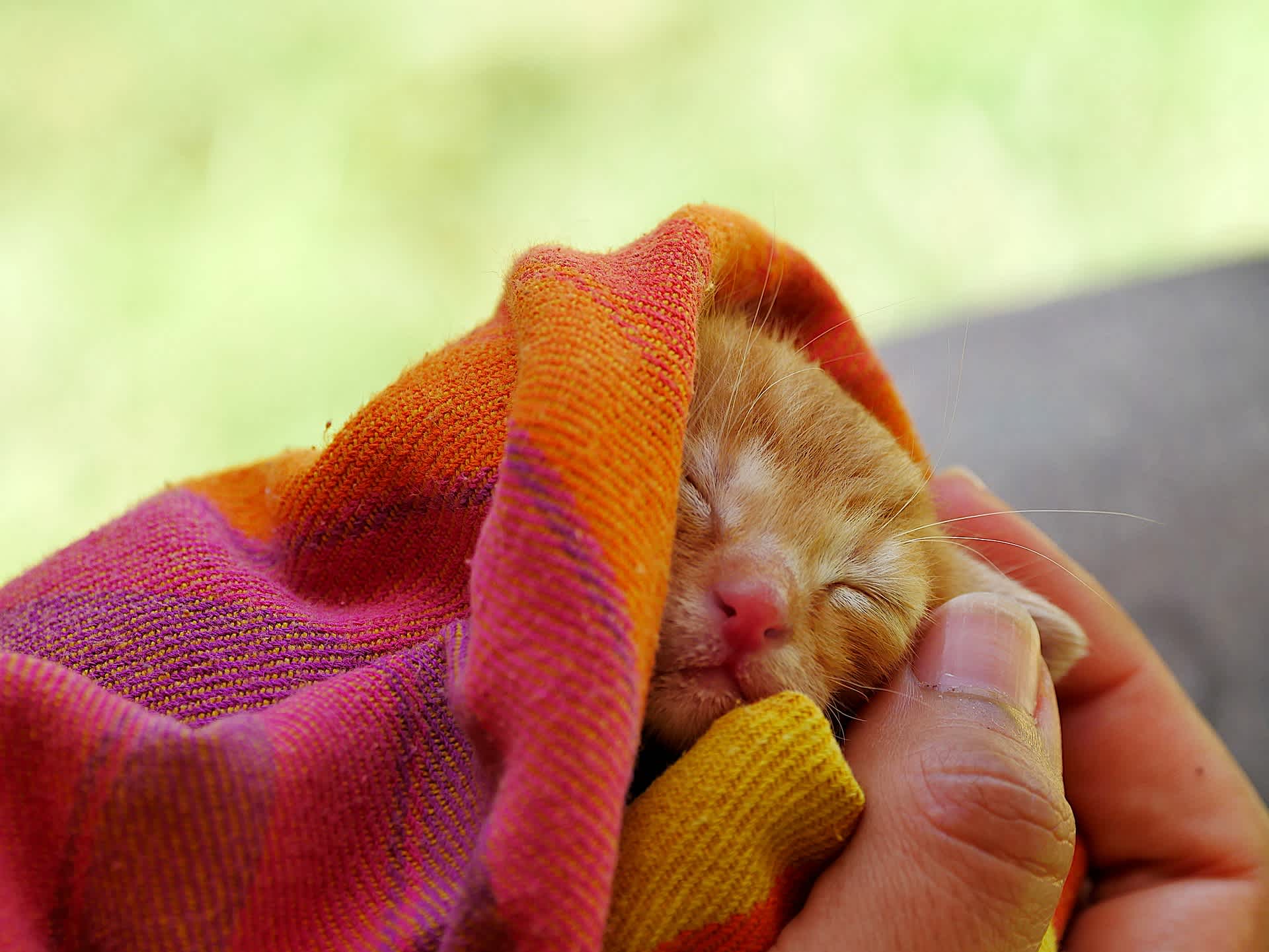 毛布にくるまれて眠る子猫