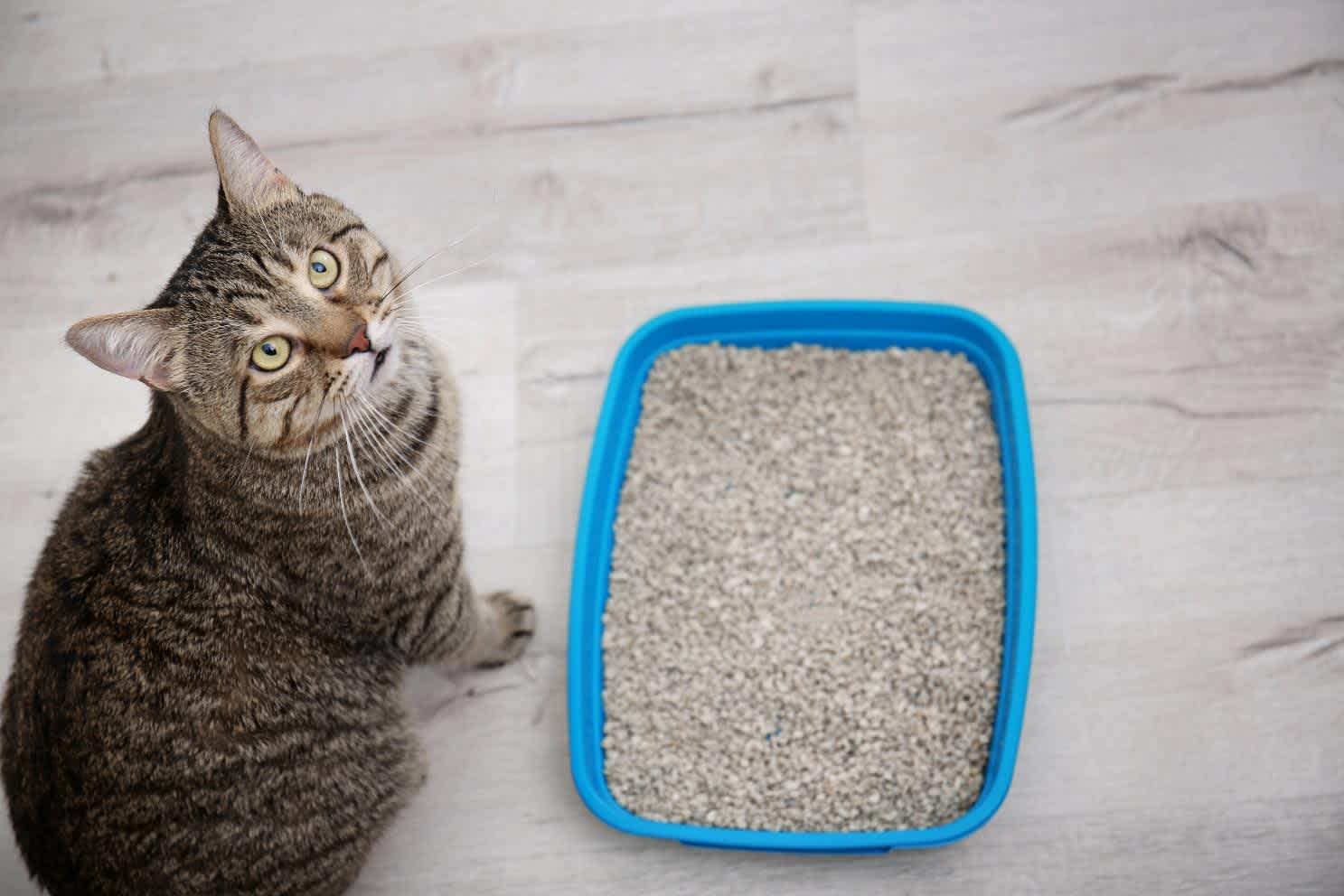 猫のトイレ回数の平均は 頻度が多い 少ない場合の病気の可能性と対処法を解説 猫様のいる暮らし 猫のトイレ回数の平均は 頻度が多い 少ない場合の病気の可能性と対処法を解説 猫様のいる暮らし