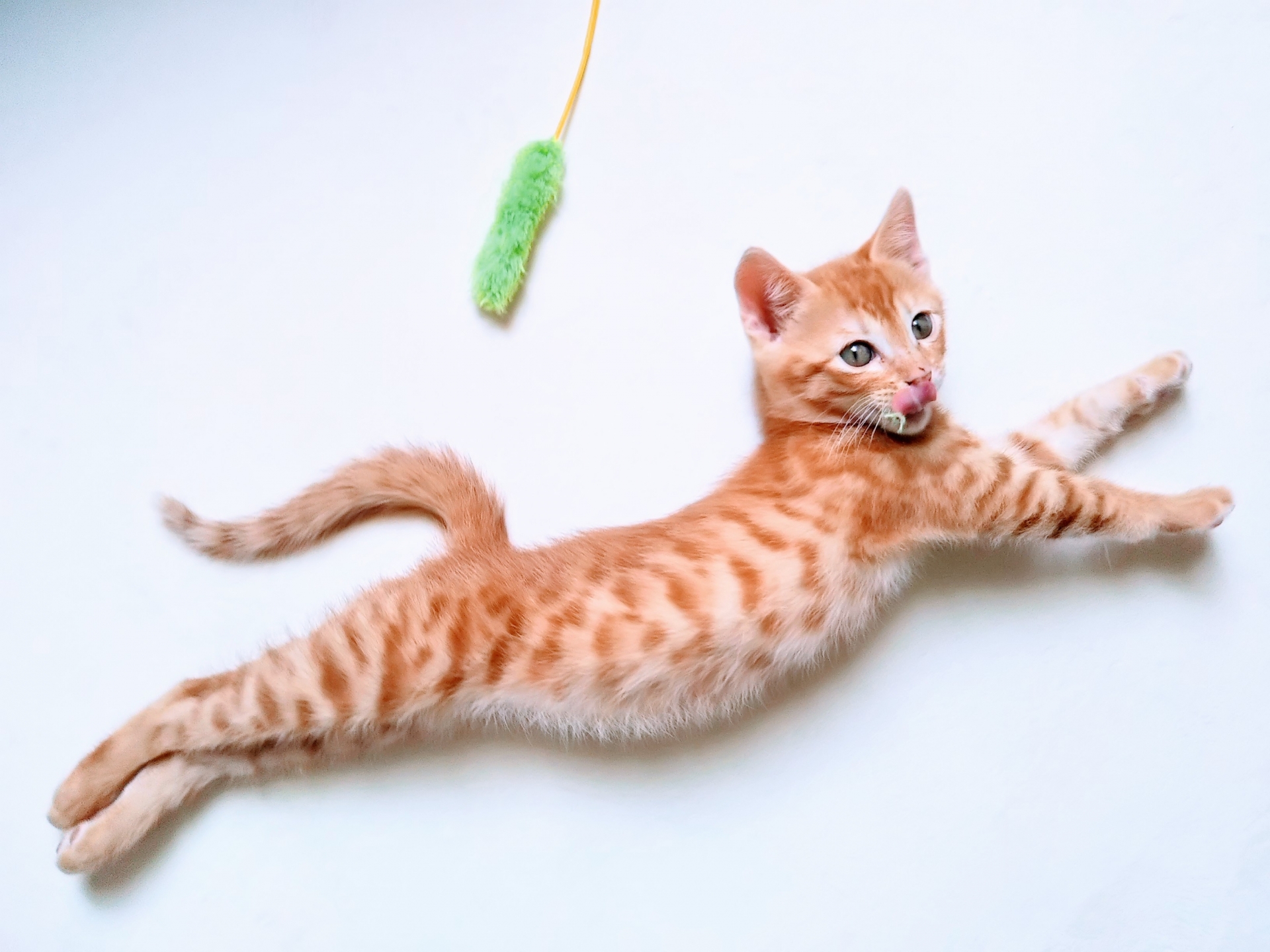 室内飼いの猫は運動不足?猫の運動量に合わせた運動不足解消法とは