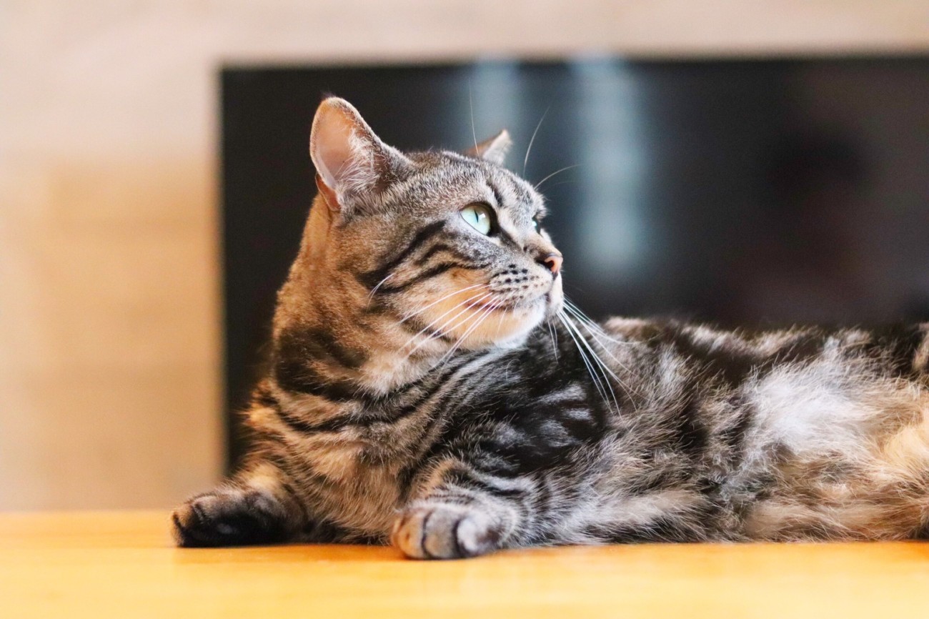 猫のくしゃみは病気の可能性？原因や動物病院受診の目安を解説  猫様 