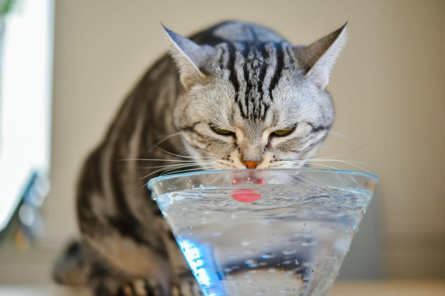 水を静かに飲む猫