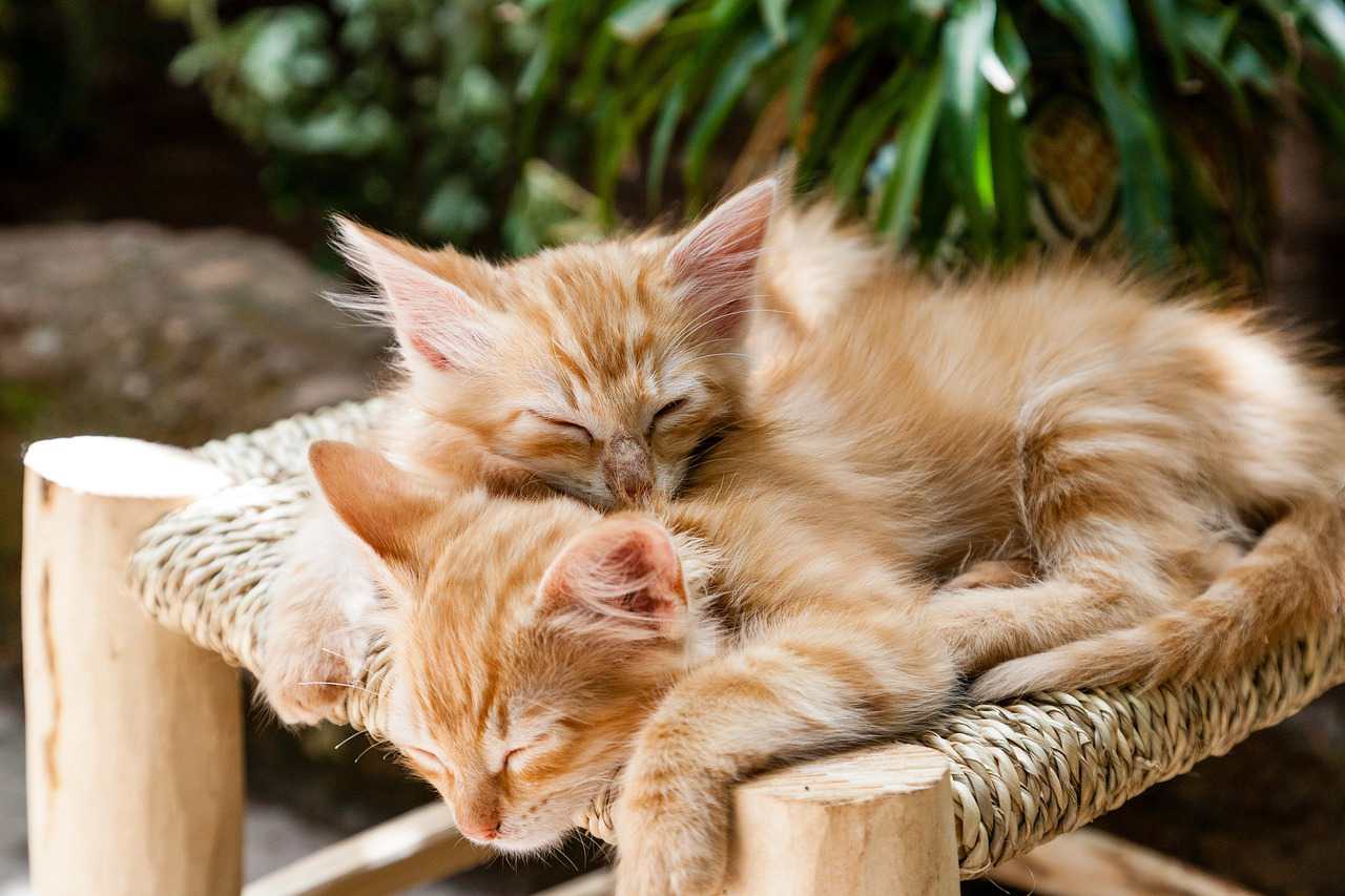 寝ている2匹の子猫