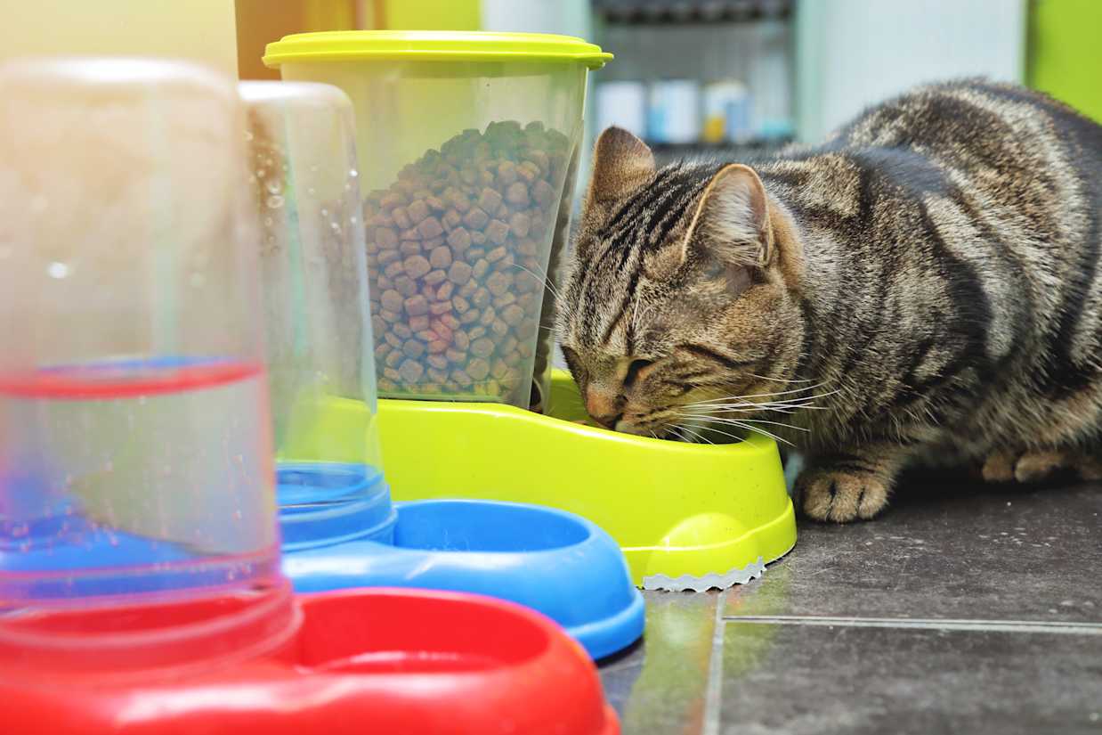 静かにご飯を食べる猫