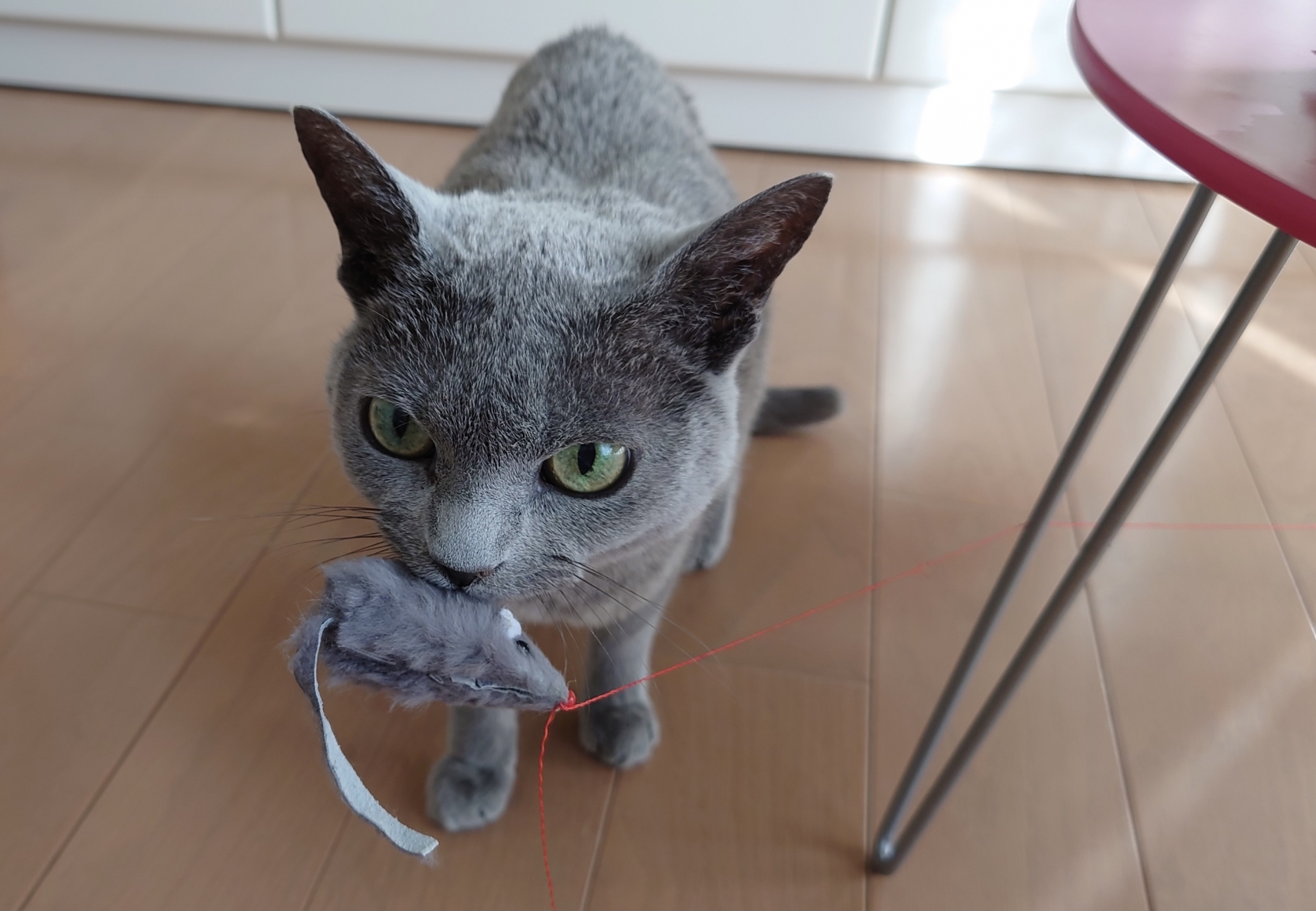 おもちゃで遊ぶ猫