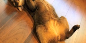 猫の恩返し。