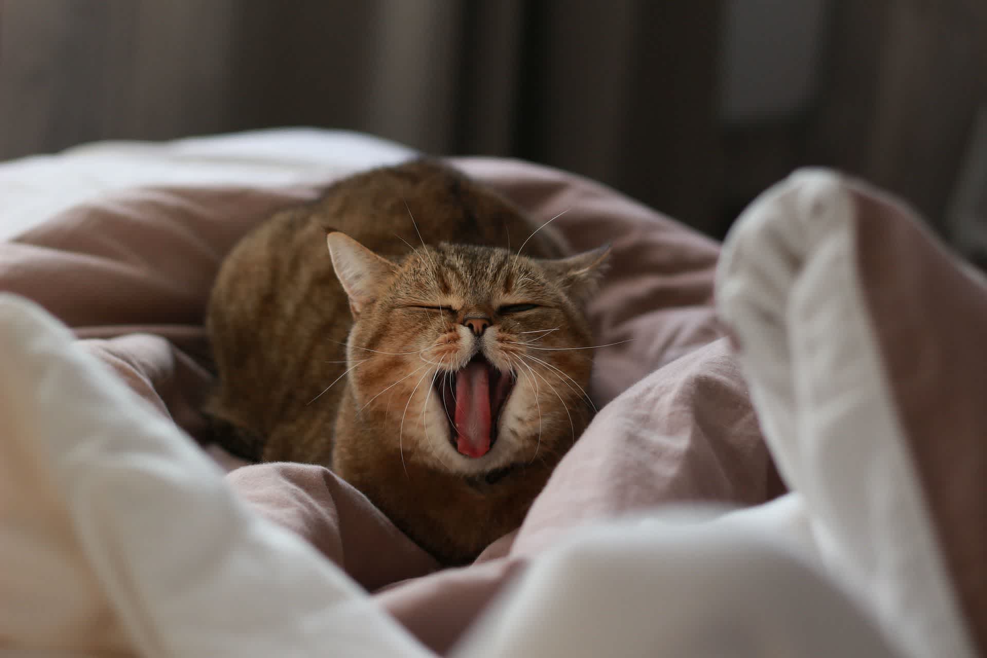 布団の上であくびをしている猫