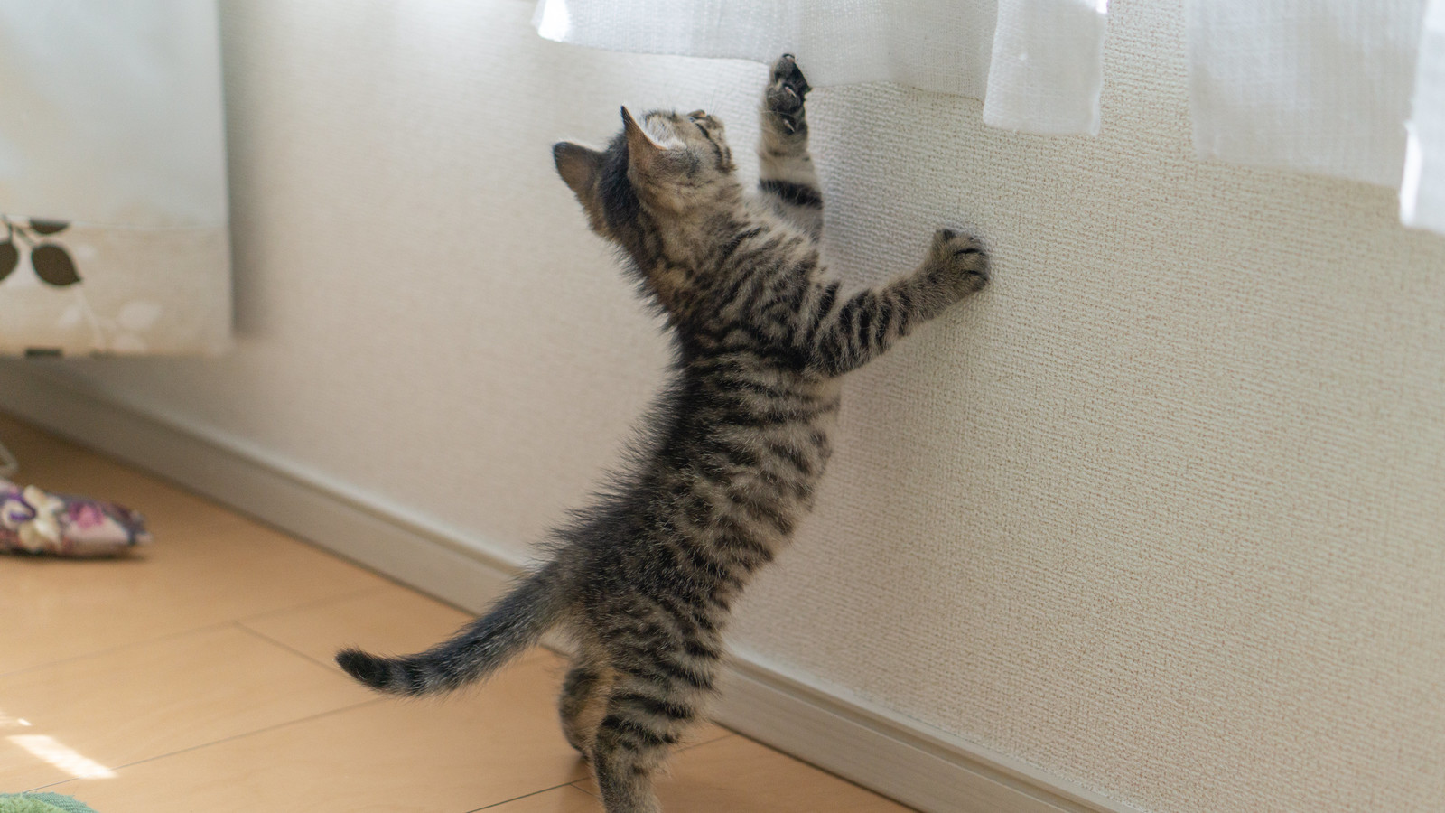 外の様子が気になる子猫