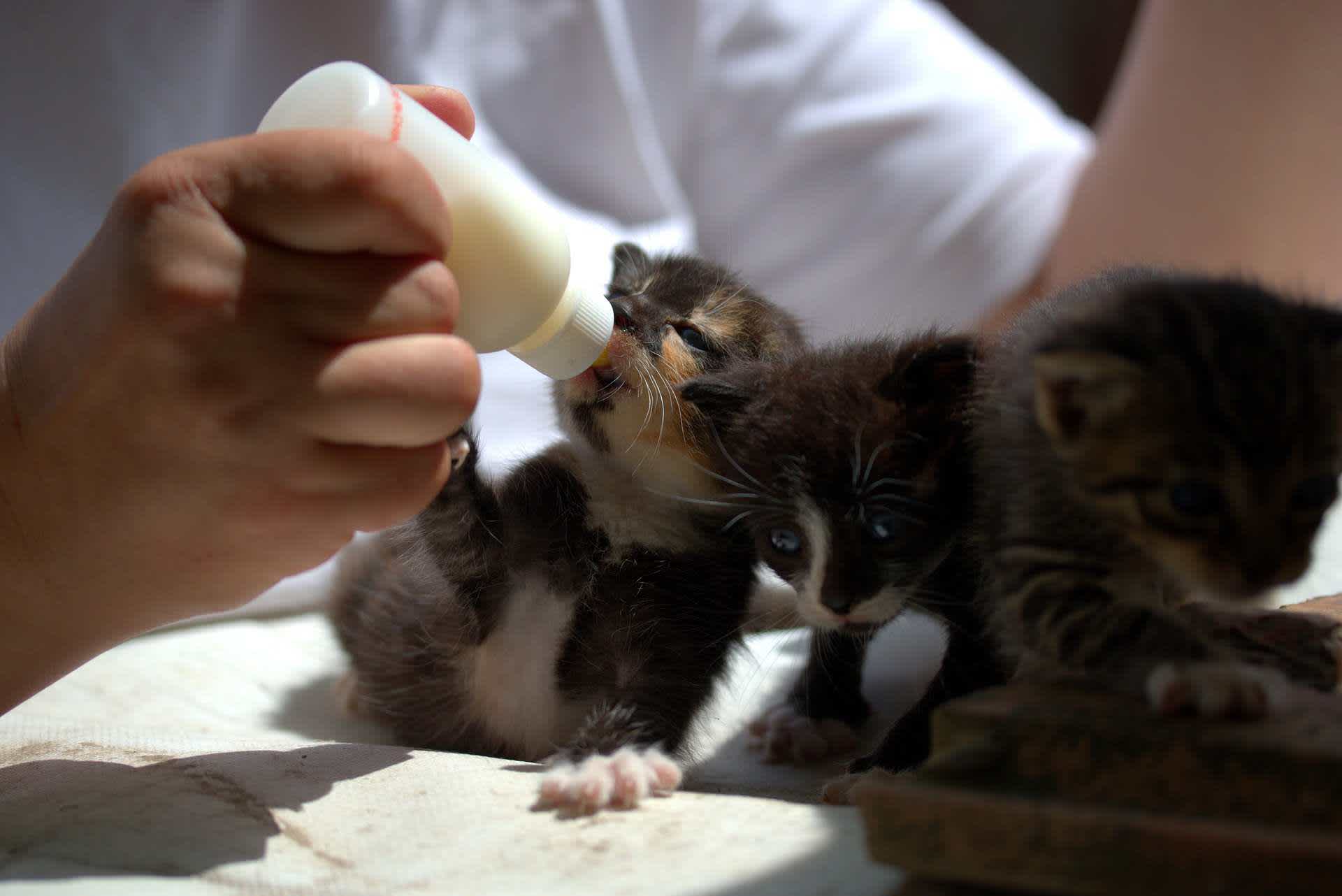 子猫のミルクはいつまで？必要な授乳回数・量と飲まないときの対処法