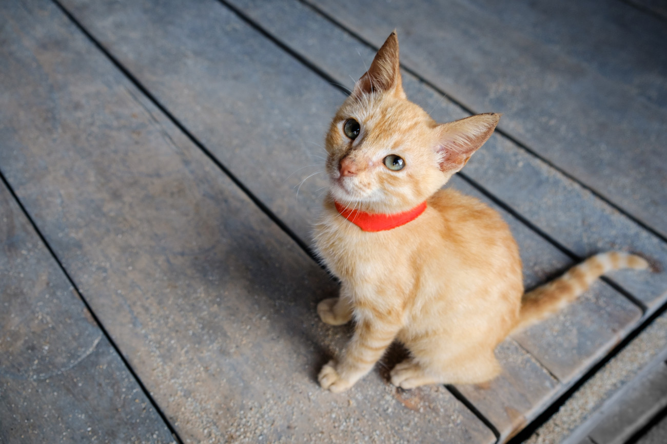 座っている首輪をつけた猫