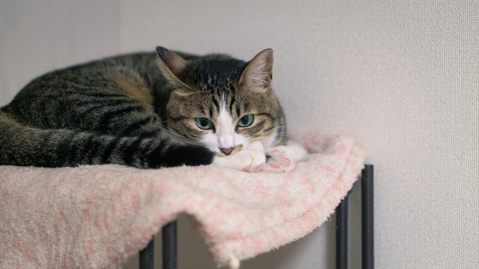 獣医師が徹底解説 猫エイズの感染経路や症状 予防法など紹介 猫白血病との違いも解説 猫様のいる暮らし