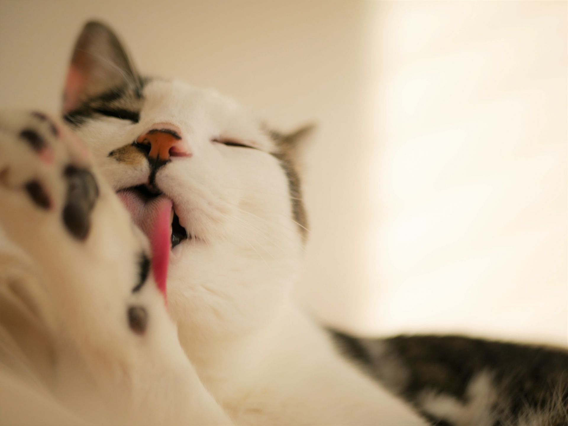 猫が吐くときに注意すべき症状とは 症状別の原因や対処法も徹底解説 猫様のいる暮らし