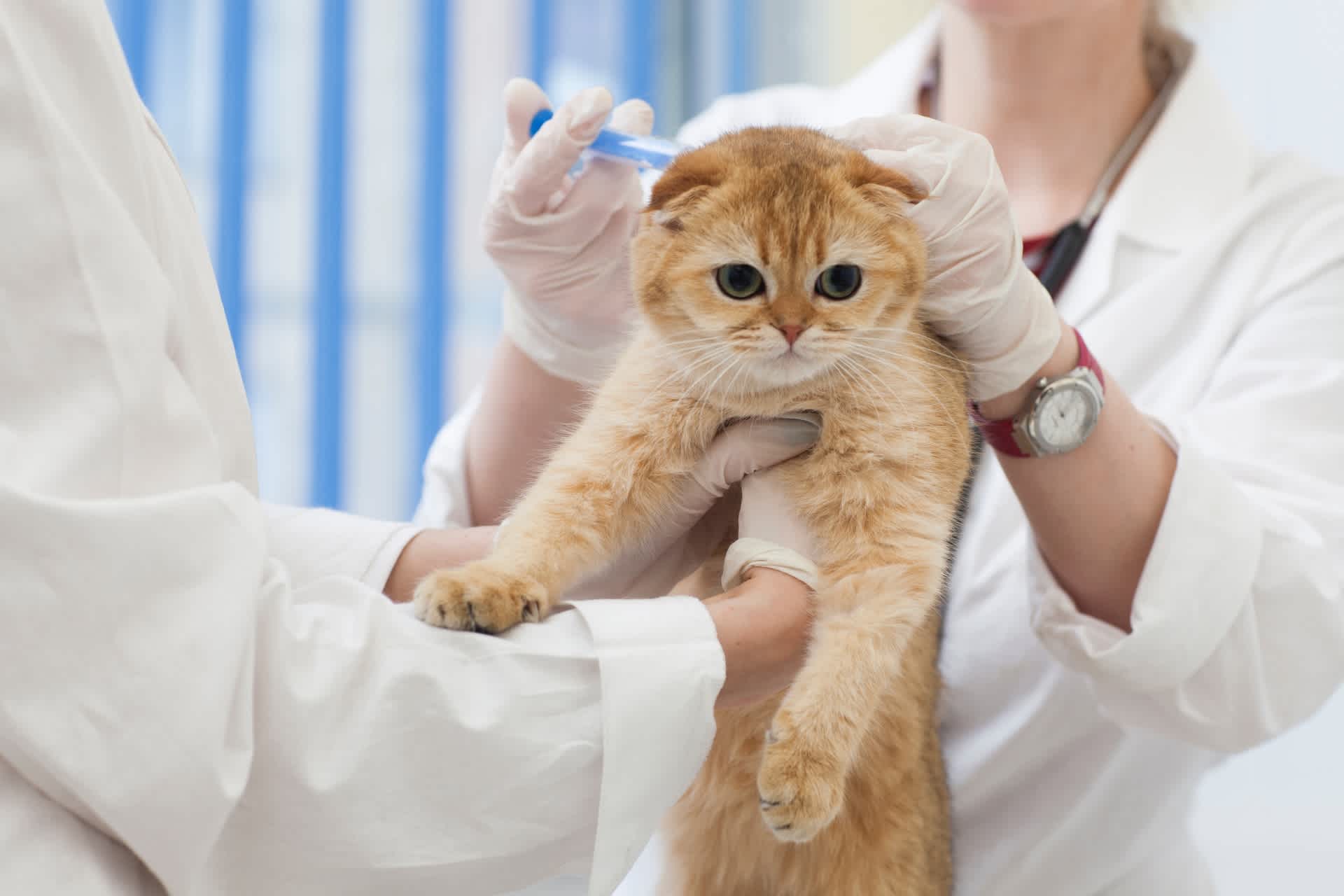 注射を受ける猫