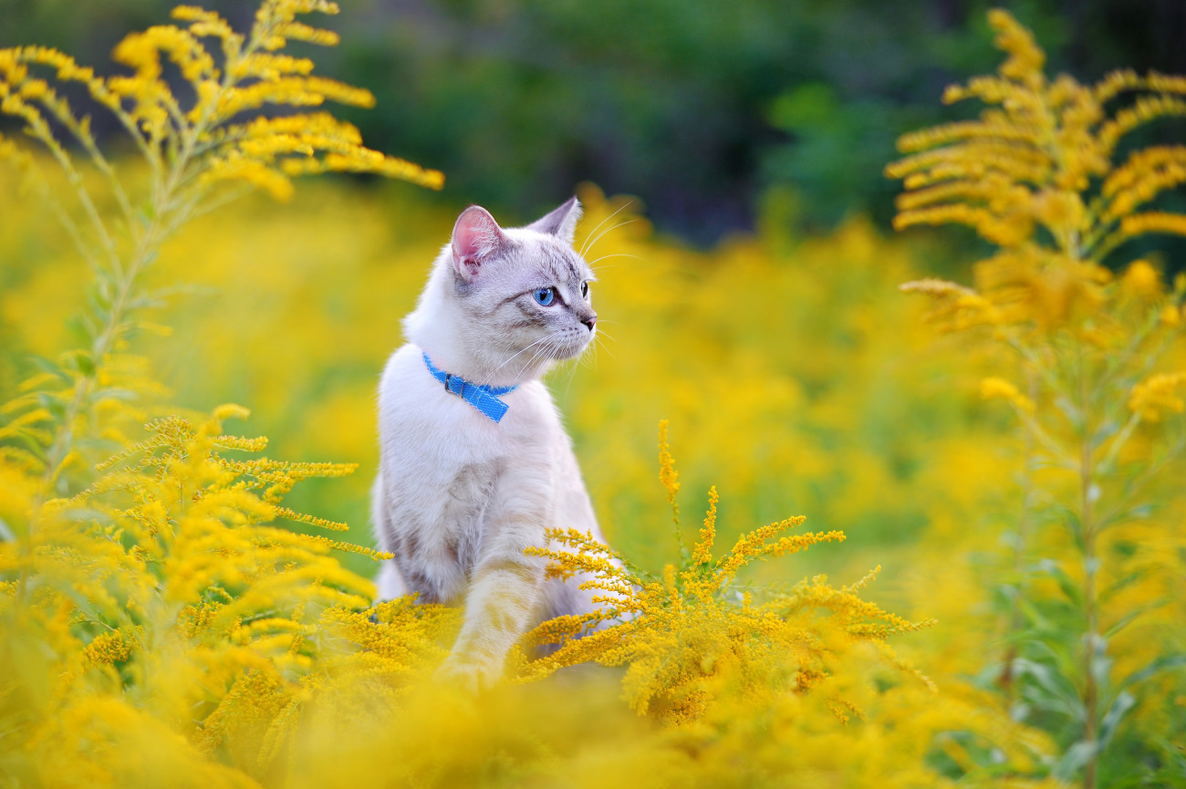 猫が首輪を嫌がる理由と対策|慣れてもらう方法と注意点を解説!