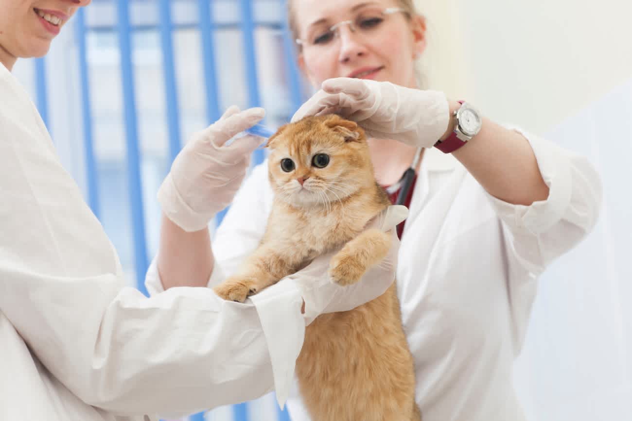 動物病院を受診する猫