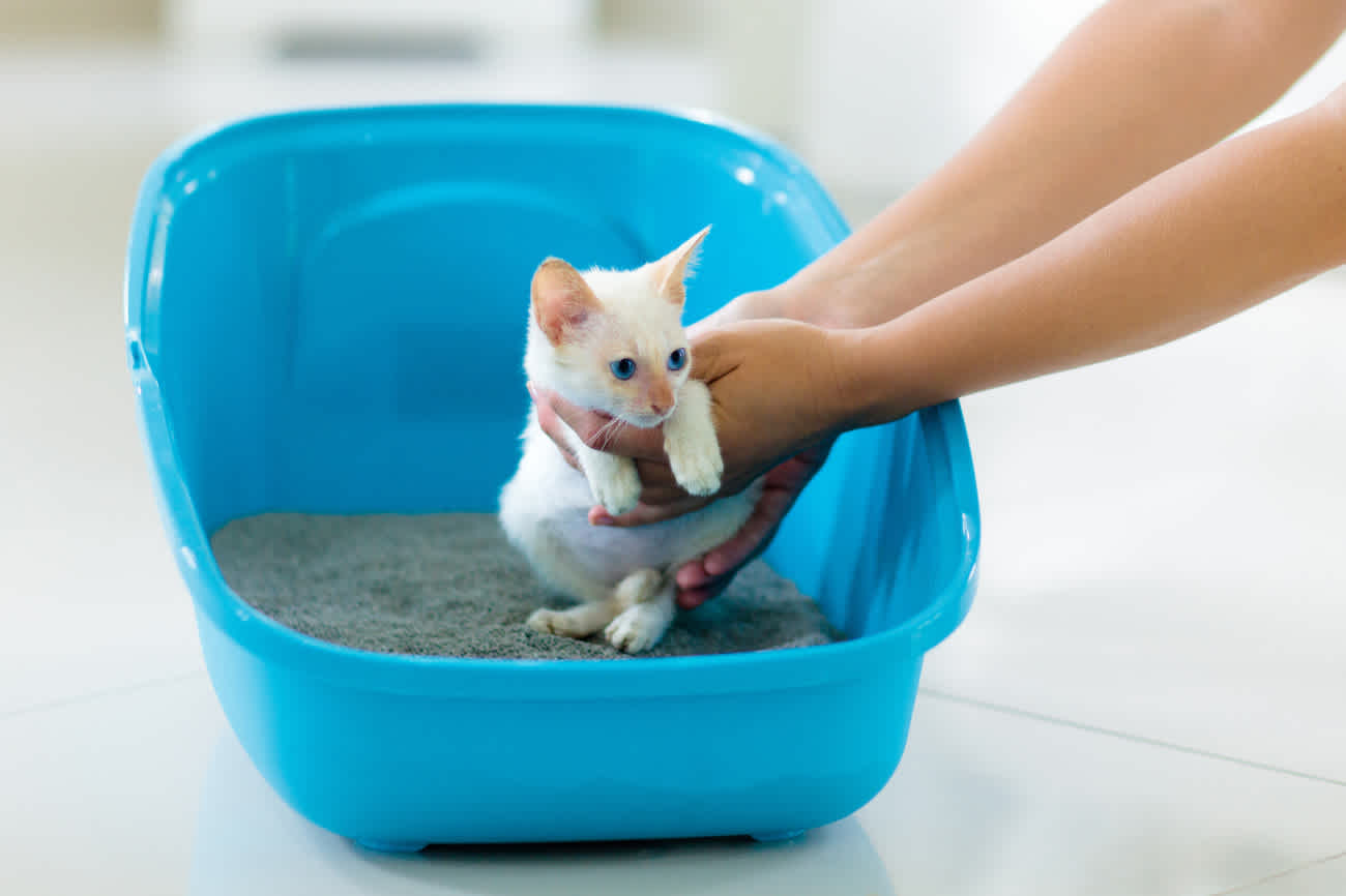 猫がトイレに行かない原因とは 病気の可能性と対処法を解説 猫様のいる暮らし 猫がトイレに行かない原因とは 病気の可能性と対処法を解説 猫様のいる暮らし
