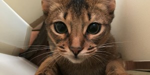 猫様のヒゲは重要なセンサー