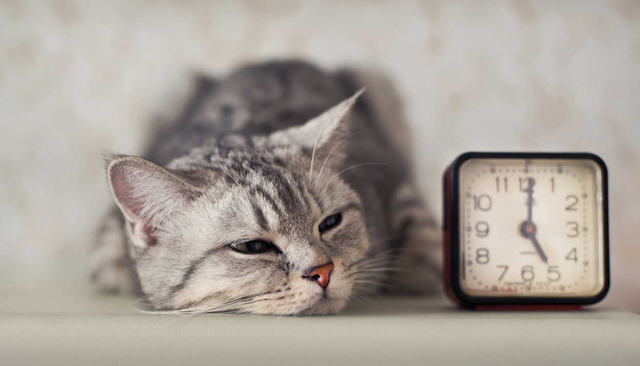 猫と時計