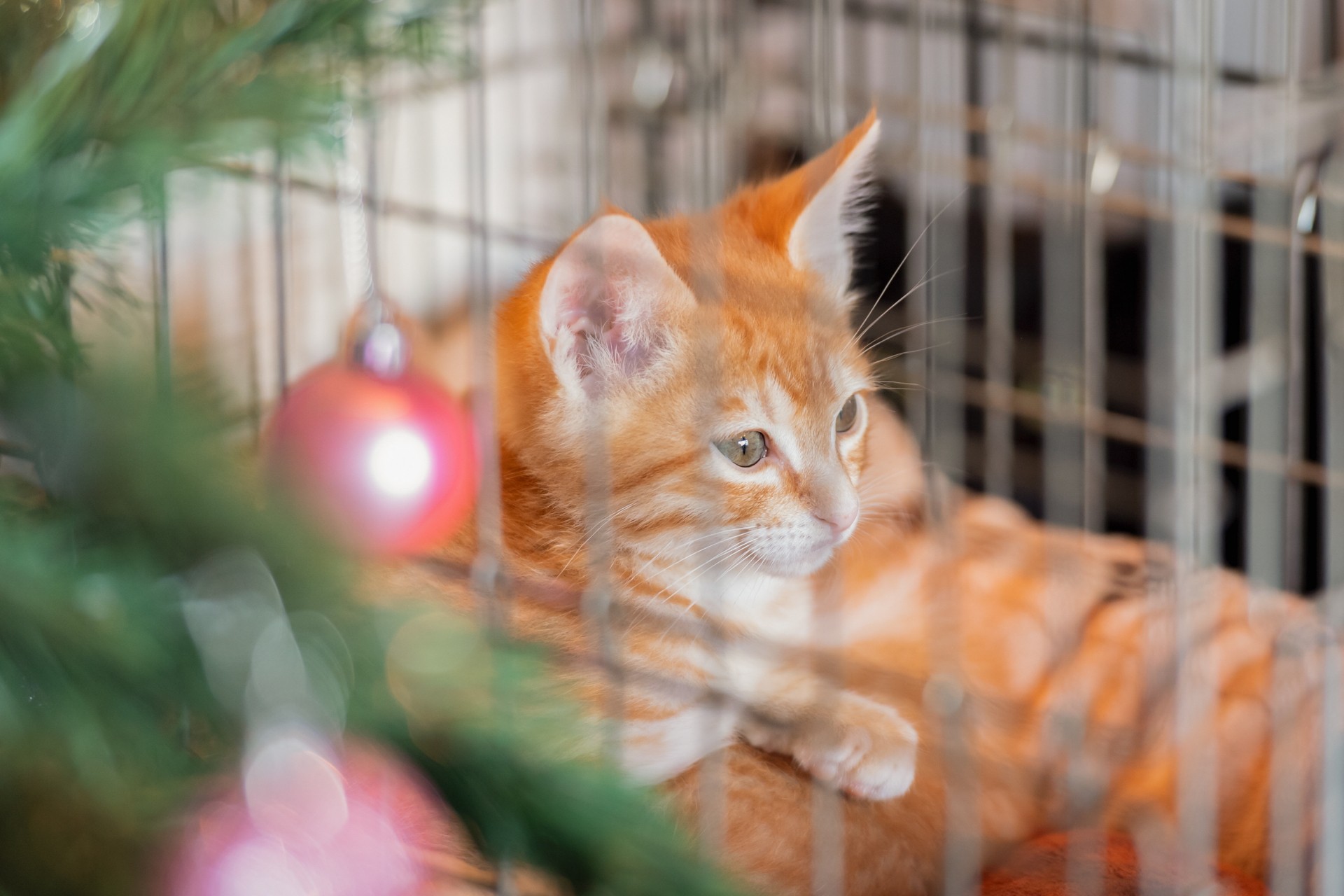 ケージから外を見る子猫