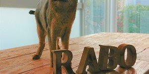 RABOチームの撮影をしました!