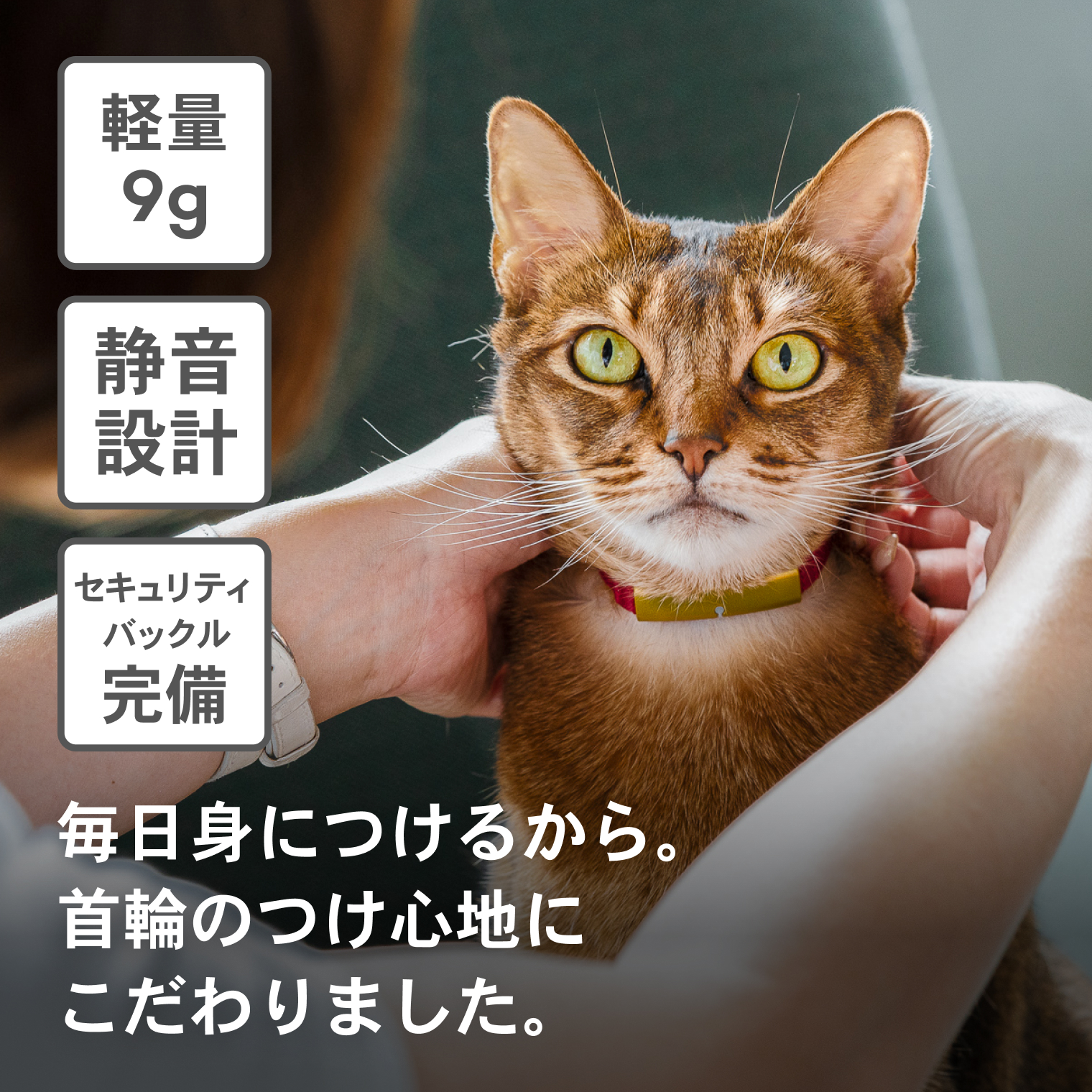 猫に散歩は必要なの？メリットやデメリット、事前準備について解説