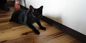 猫様のログを取得させていただきました!