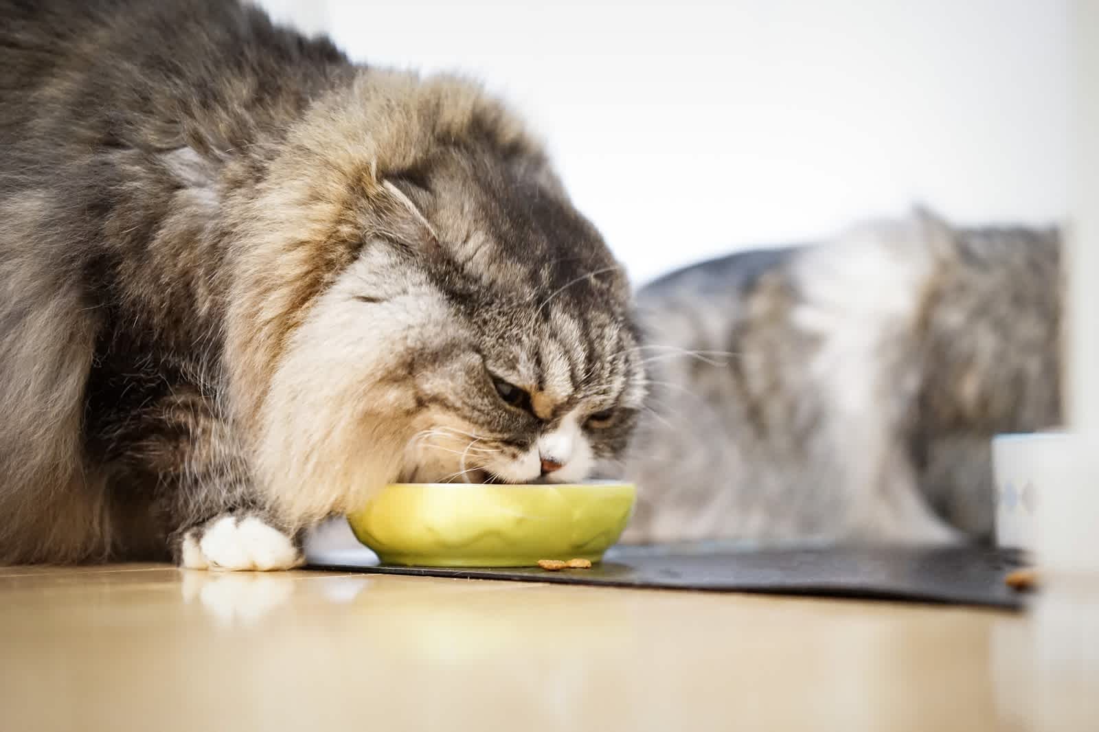 ご飯を食べる猫