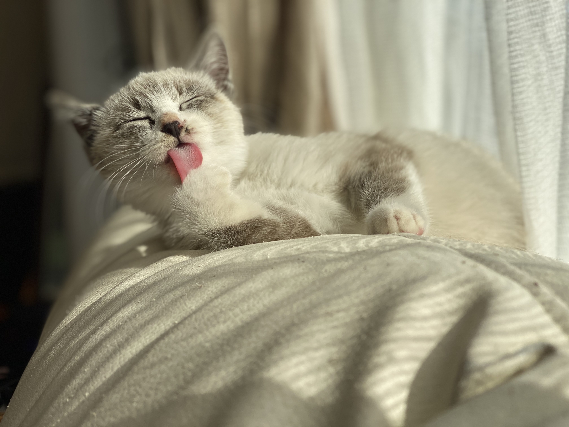 くつろぐ猫