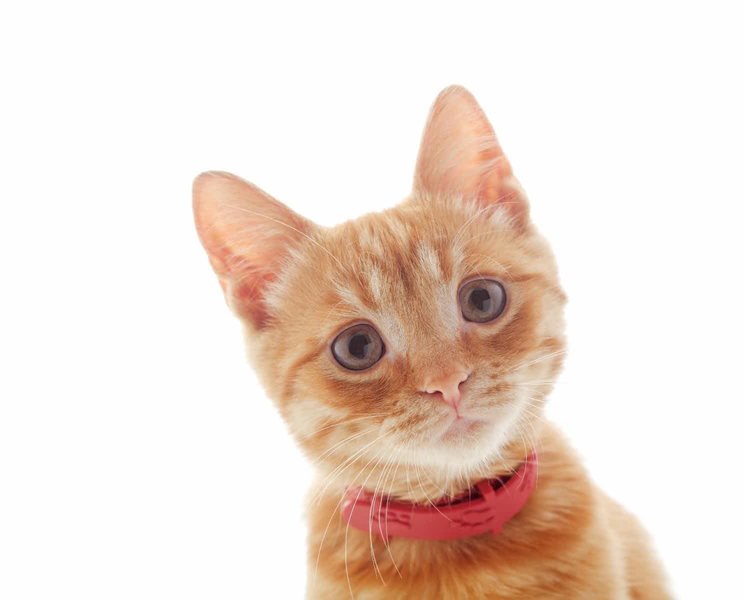 ストレスのない子猫用首輪のイメージ