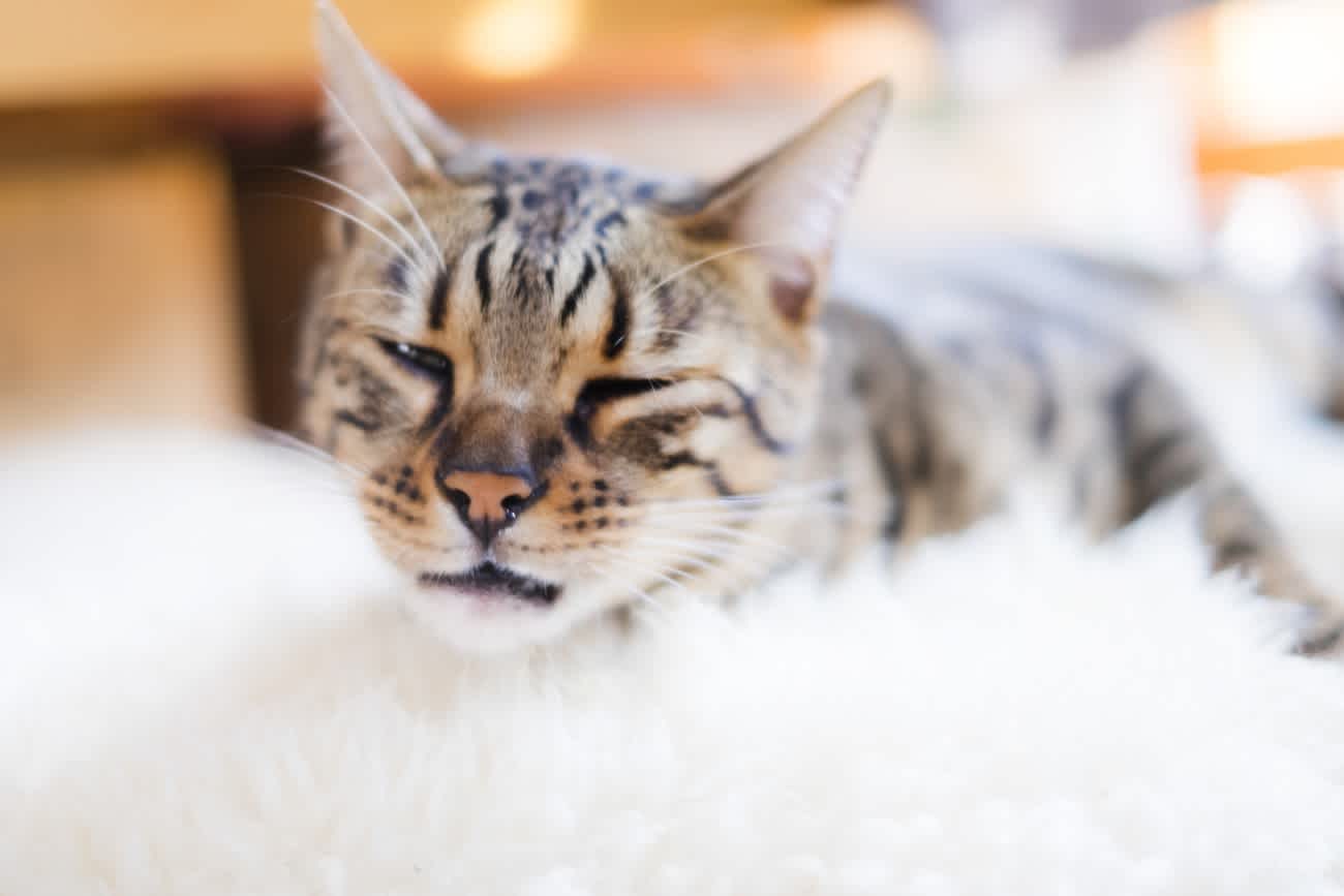猫のくしゃみは病気の可能性 原因や動物病院受診の目安を解説 猫様のいる暮らし 猫のくしゃみは病気の可能性 原因や動物病院受診の目安を解説 猫様のいる暮らし