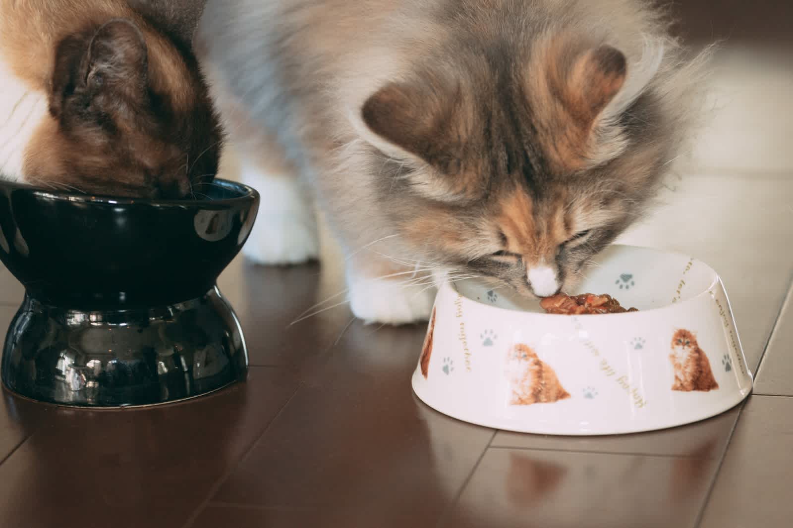 ご飯を食べる猫