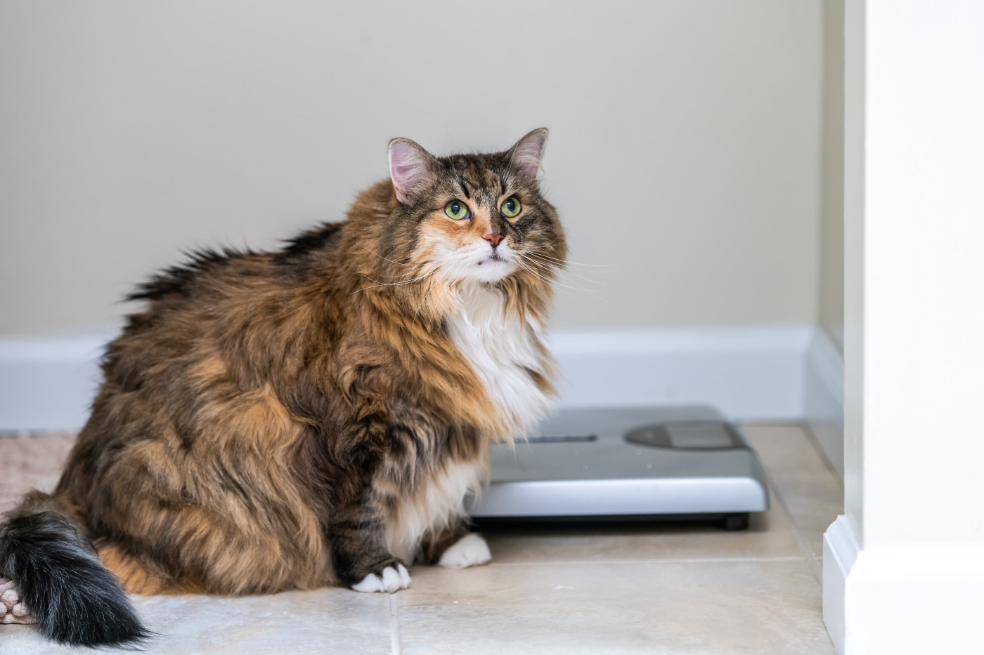 猫の肥満対策｜標準体重や太りすぎチェック方法、子猫の体重の増え方