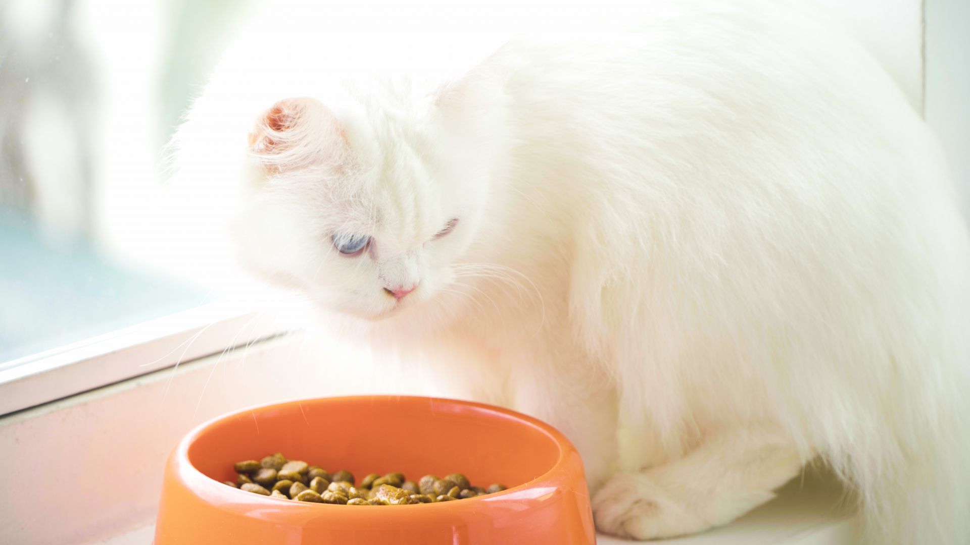 猫の膀胱炎ケアは食事管理が大切!膀胱炎の原因と食事管理の4つのポイント