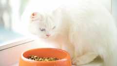 猫の膀胱炎ケアは食事管理が大切！膀胱炎の原因と食事管理の4つのポイント