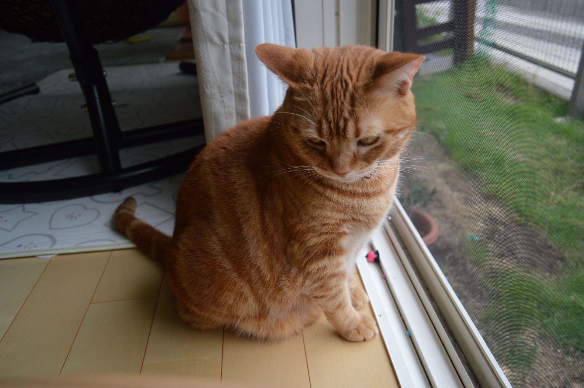 気になるものを見つけた猫