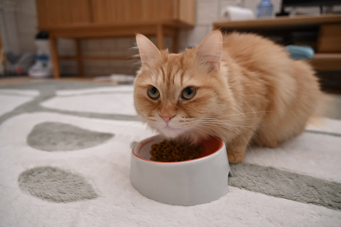 ご飯を食べようとする猫