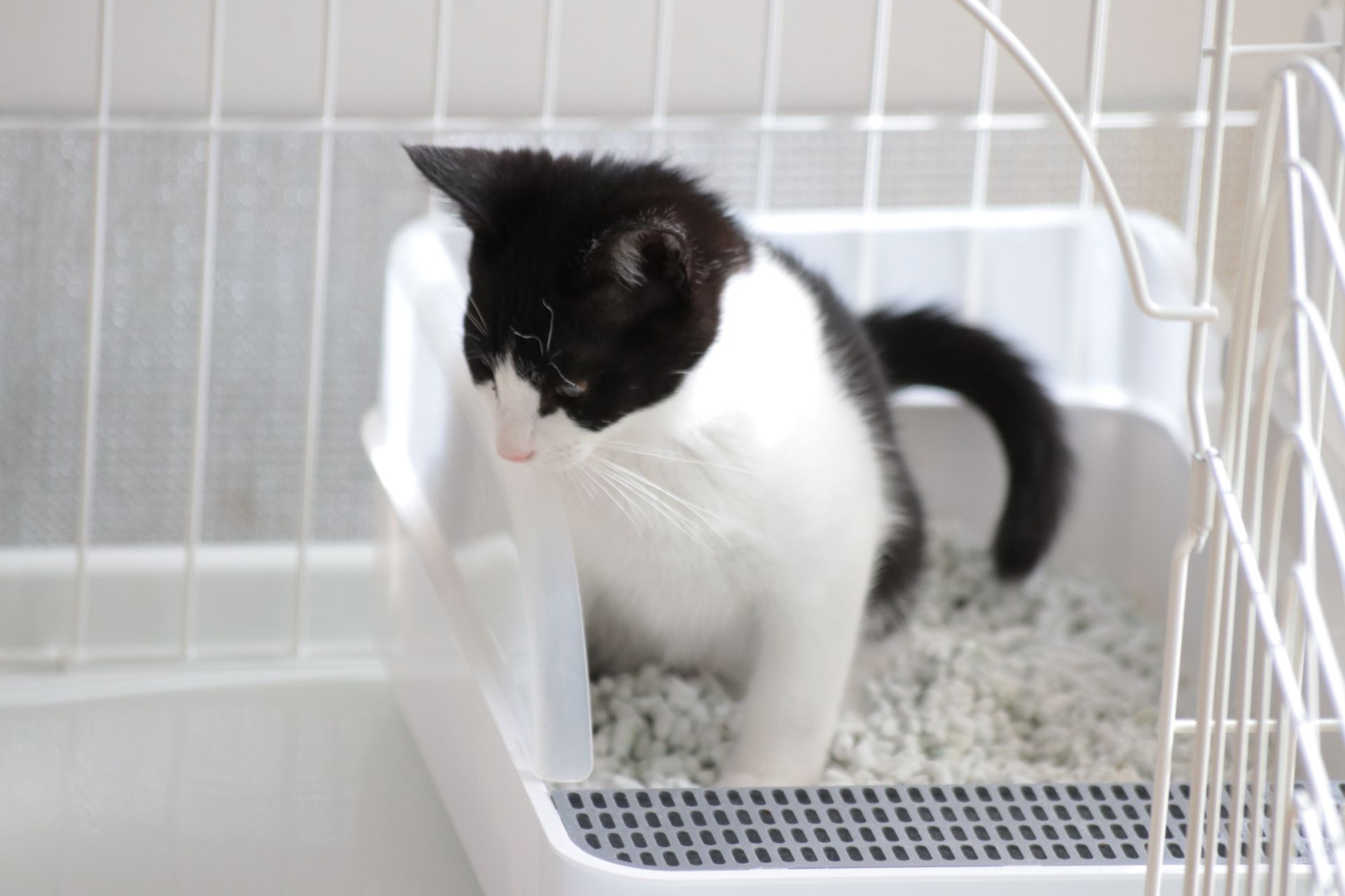 猫の膀胱炎を獣医師が完全解説。50%が1年以内に再発。レントゲンやエコー写真も紹介