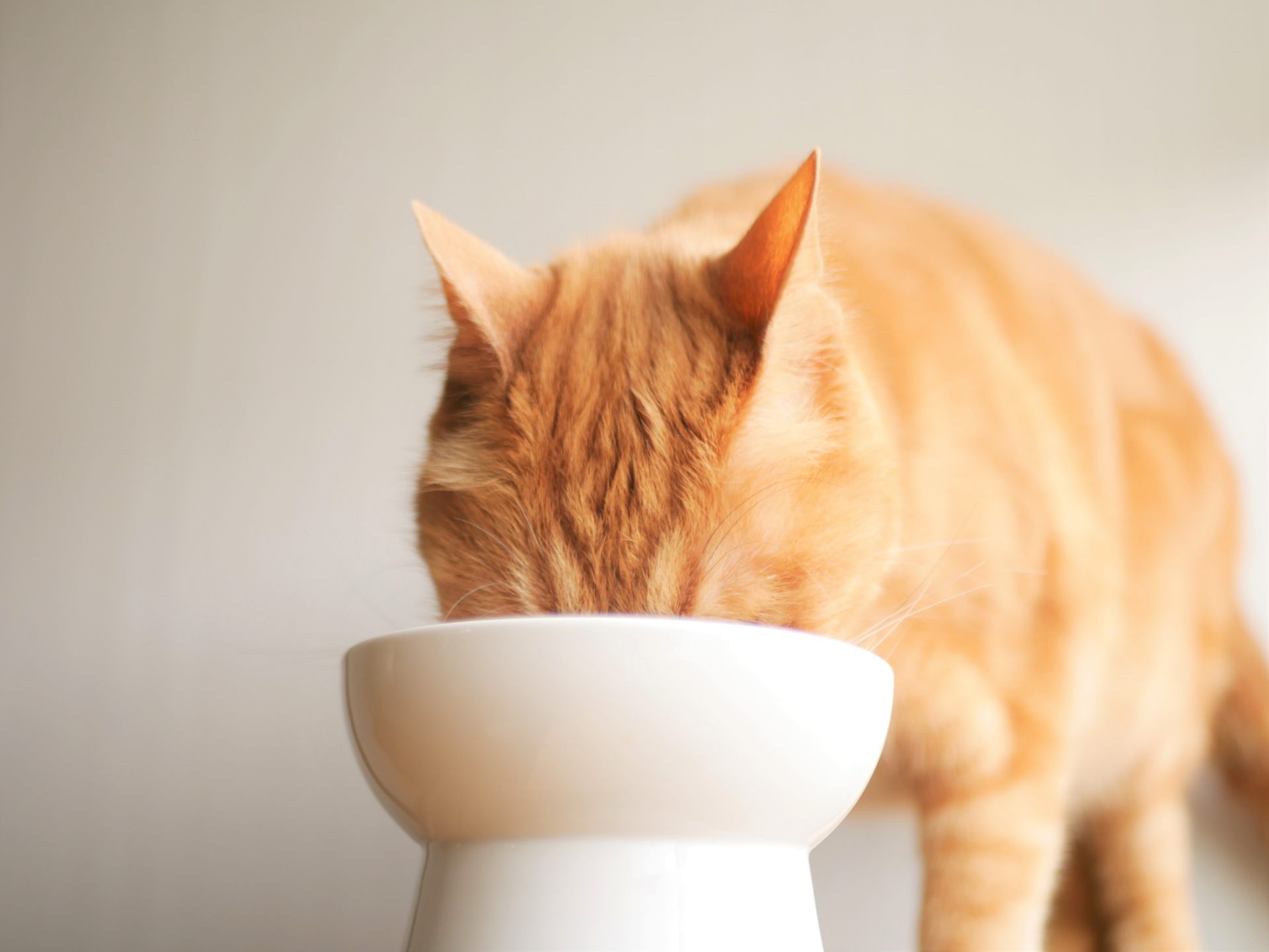 猫下部尿路疾患の年齢による違い