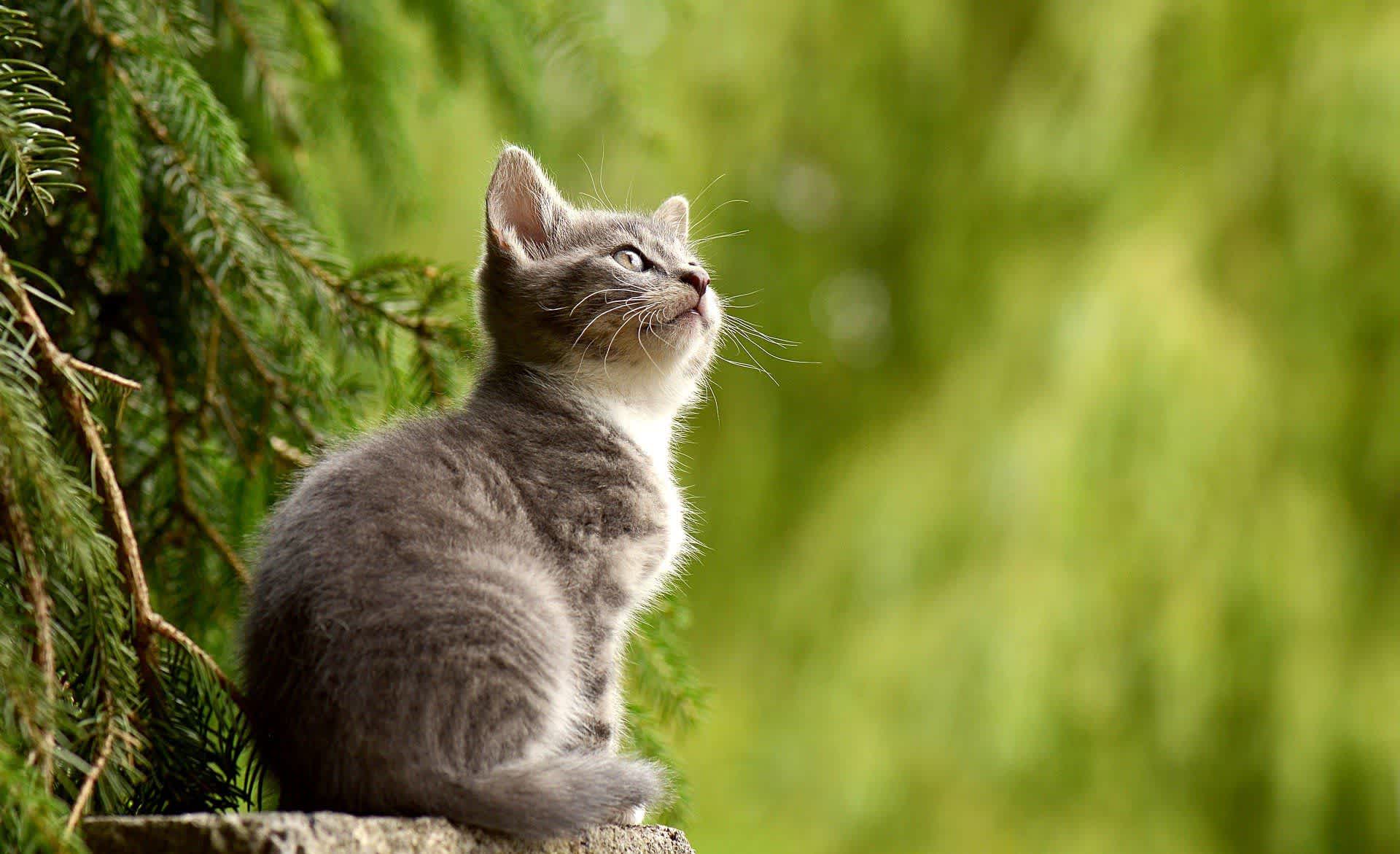 猫の目ヤニとは？原因や症状別の対処法、ケア方法を解説！