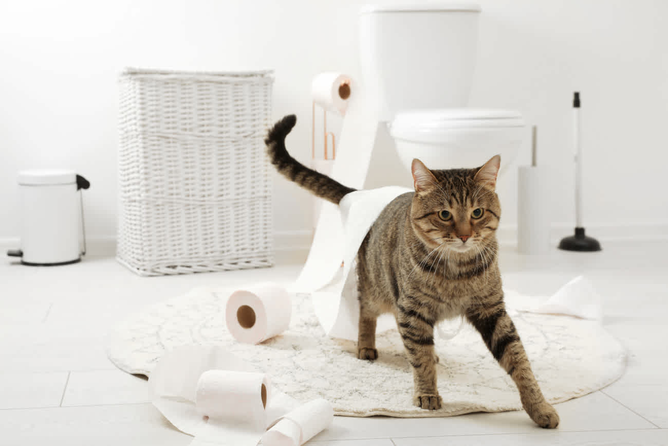 猫がトイレに行かない原因とは 病気の可能性と対処法を解説 猫様のいる暮らし