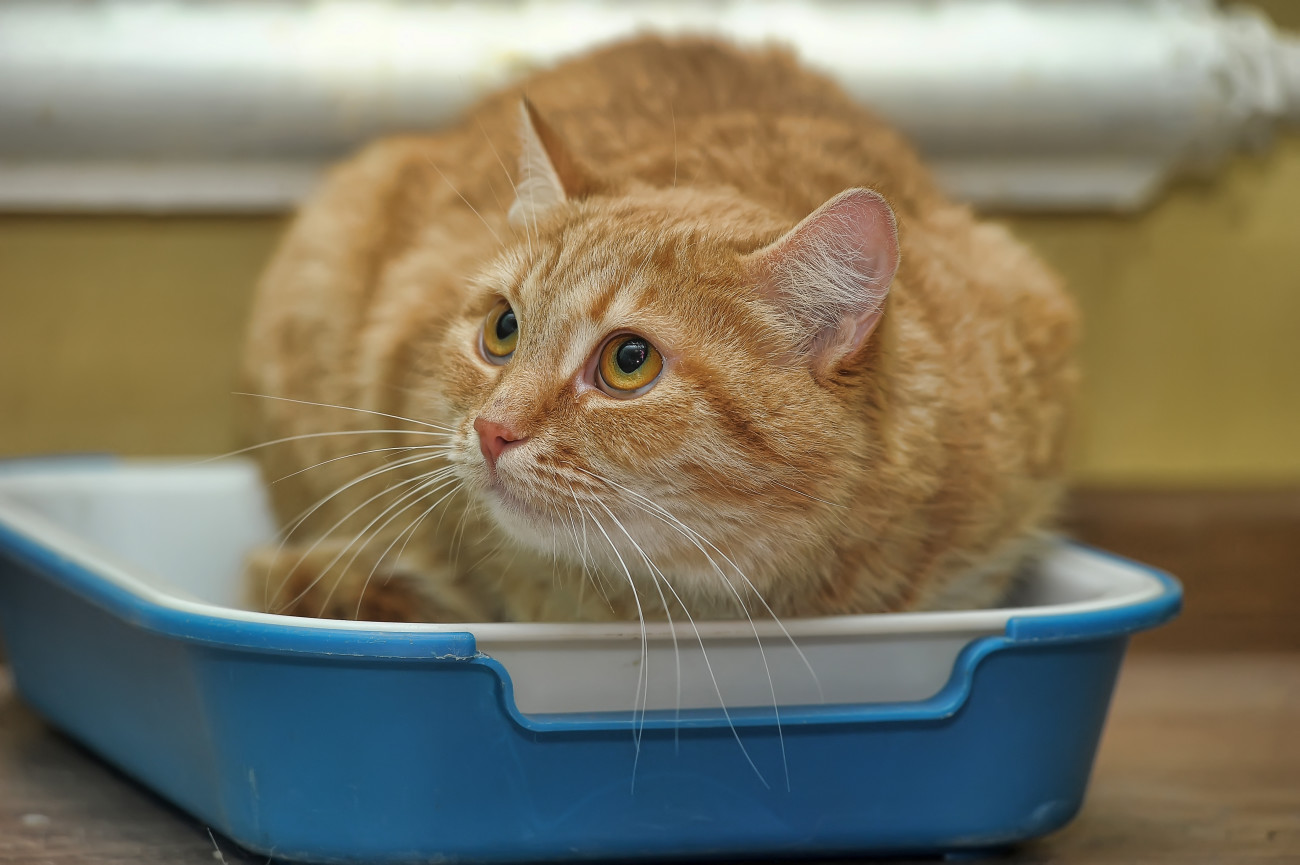 トイレの上で何かを見つめている猫