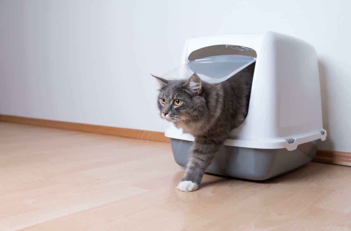 猫のトイレ カバー（ドーム）タイプ