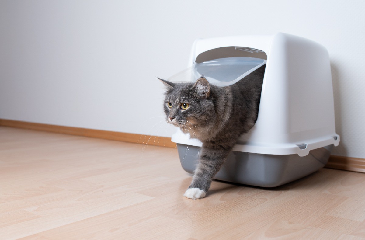 猫のトイレ カバー(ドーム)タイプ