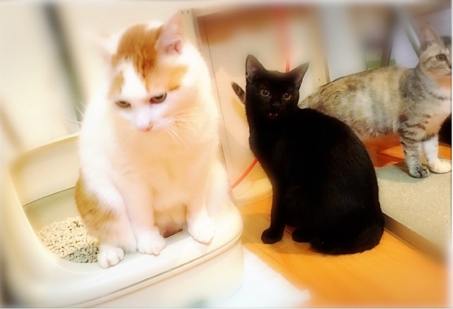 トイレのふちに立つ猫とそばにいる黒猫