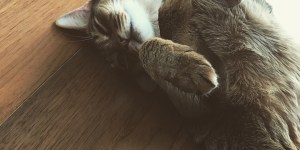 Catfishと猫様。