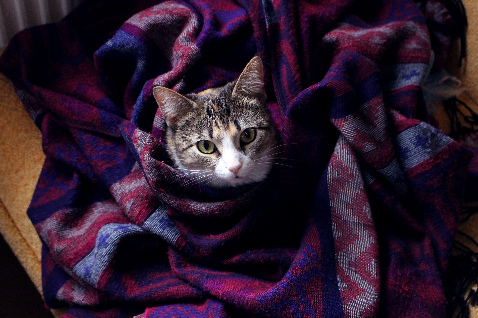 ブランケットに包まれた猫