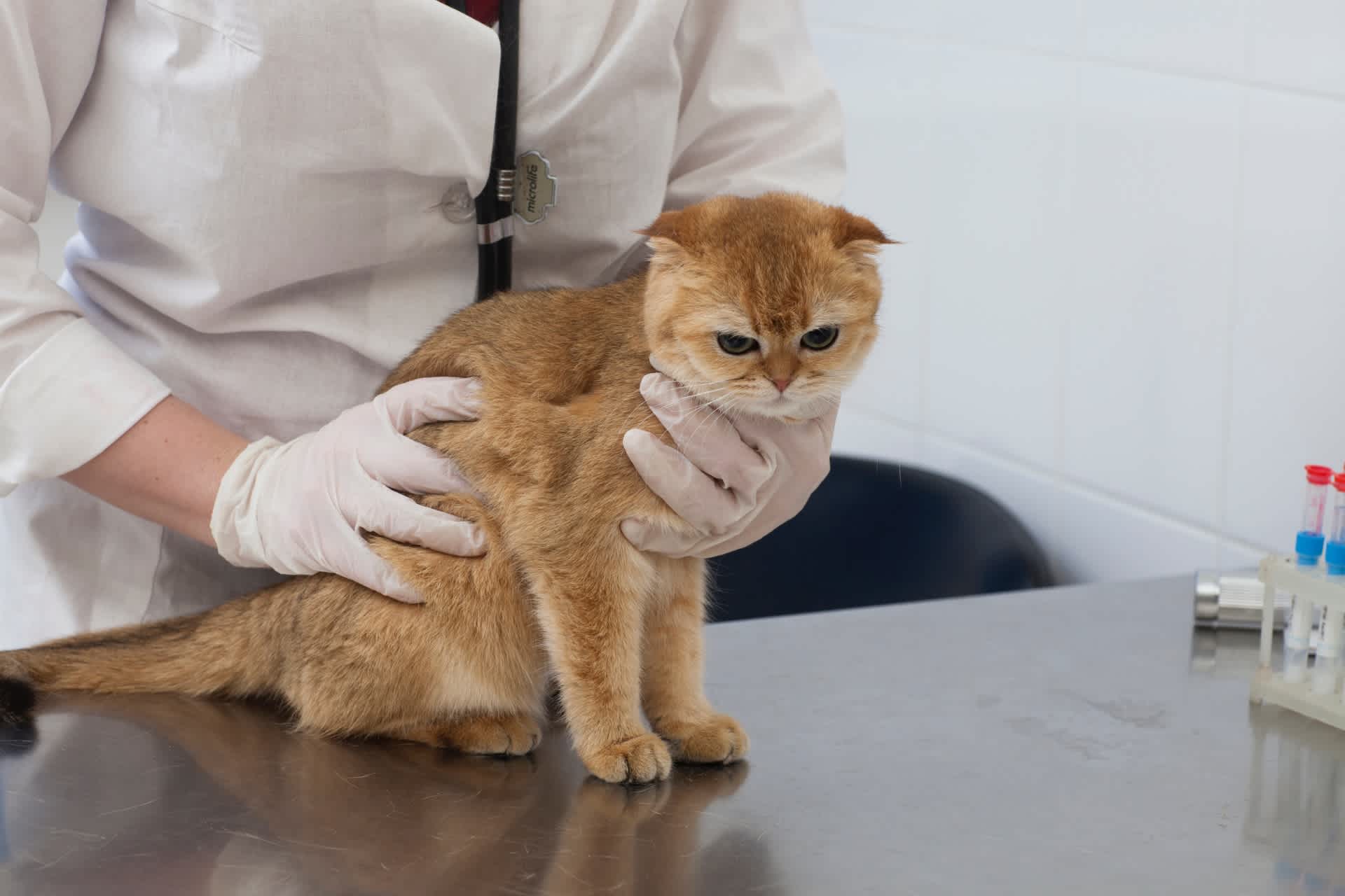 診察台で触診されている猫